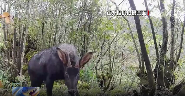 澳門精準(zhǔn)正版四不像,澳門精準(zhǔn)正版四不像，揭示一個違法犯罪問題的重要性與復(fù)雜性