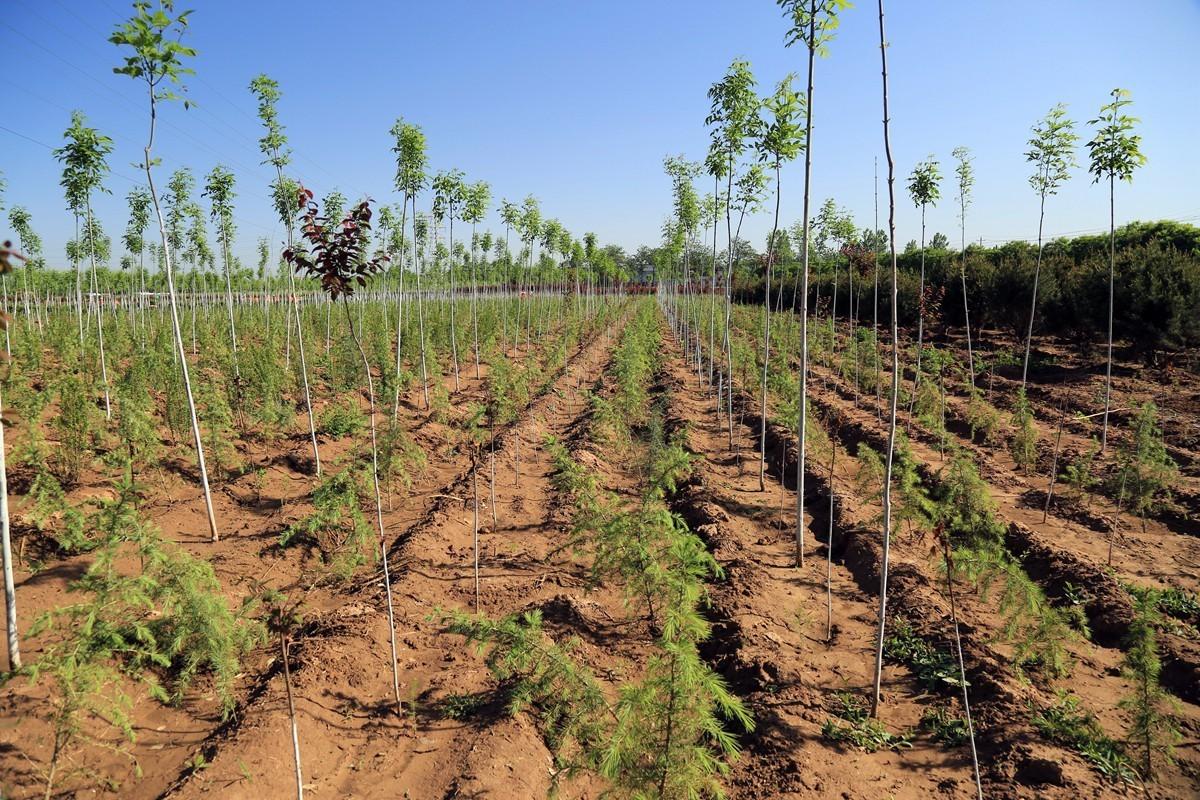 農村自留地最新政策,農村自留地最新政策解析