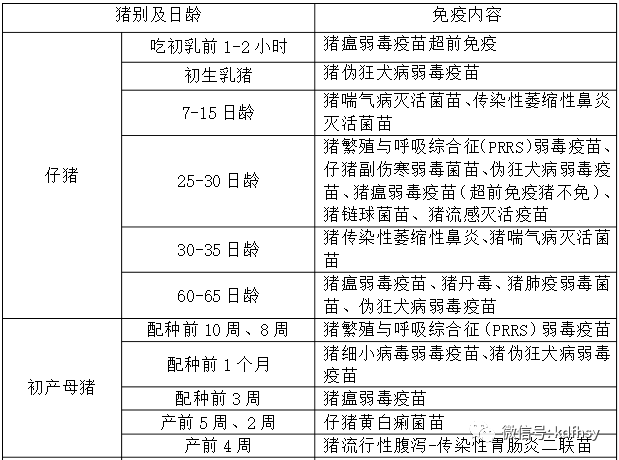 豬免疫程序表最新,豬免疫程序表最新，提升養(yǎng)殖效益的關(guān)鍵要素