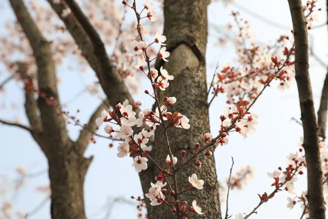 春分圖片大全最新圖,春分圖片大全，最新美圖欣賞