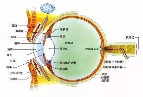 世界上最新治療飛蚊癥,世界上最新治療飛蚊癥的研究與進(jìn)展