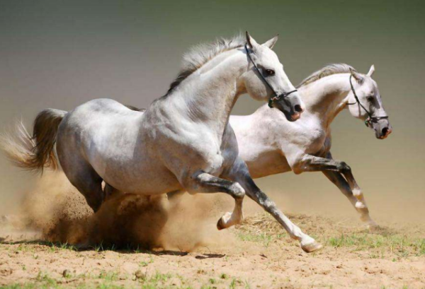 澳門今晚開特馬四不像圖|專斷釋義解釋落實,澳門今晚開特馬四不像圖，專斷釋義解釋落實的探討