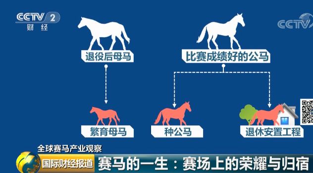 2025澳門特馬最準(zhǔn)網(wǎng)站|聚精釋義解釋落實(shí),聚焦澳門特馬，精準(zhǔn)預(yù)測(cè)與網(wǎng)站解析的落實(shí)之道