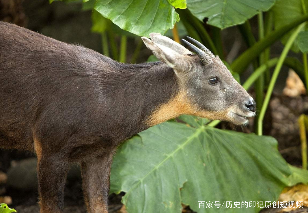 白小姐正版四不像最新版本|識破釋義解釋落實,白小姐正版四不像最新版本，識破釋義解釋落實的重要性